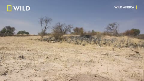 Cobra Vs. Meerkat Wild UK(720P_HD)