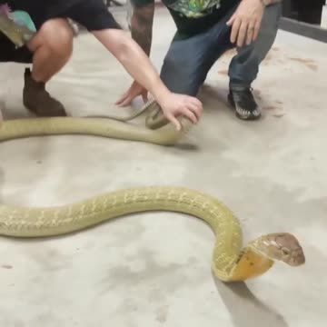 Wildlife animal top video knowledge 3