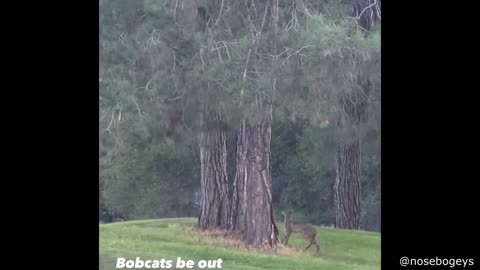 Funny animals world