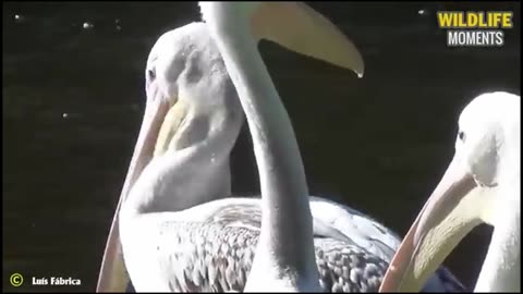 Herons are devouring small birds.