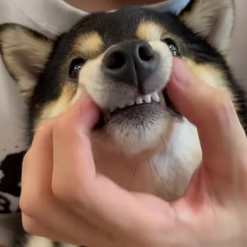 Best Funniest Animals Videos 😅 - Funny Dogs Videos 2024😇