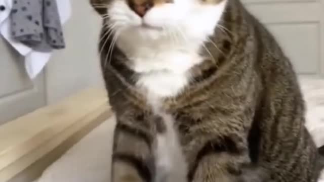 You see pets smart whit playing like you