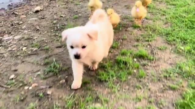 Animal collection, dog, duck, life