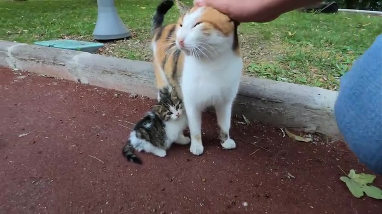 Kitten asking milk from her mommy...