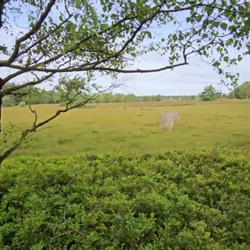 The ancient german rite to burrow children in the heath #mockumentary