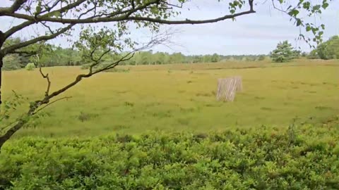 The ancient german rite to burrow children in the heath #mockumentary