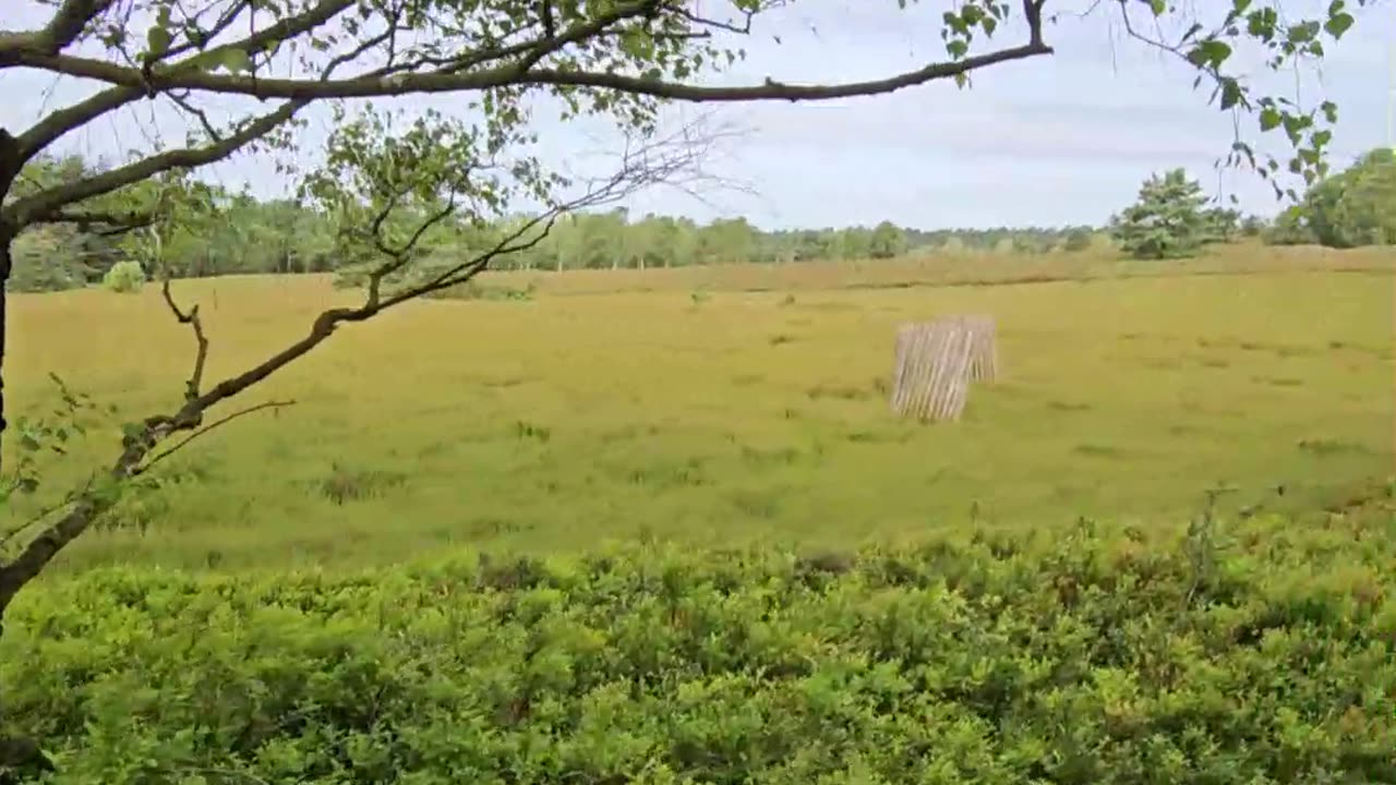 The ancient german rite to burrow children in the heath #mockumentary