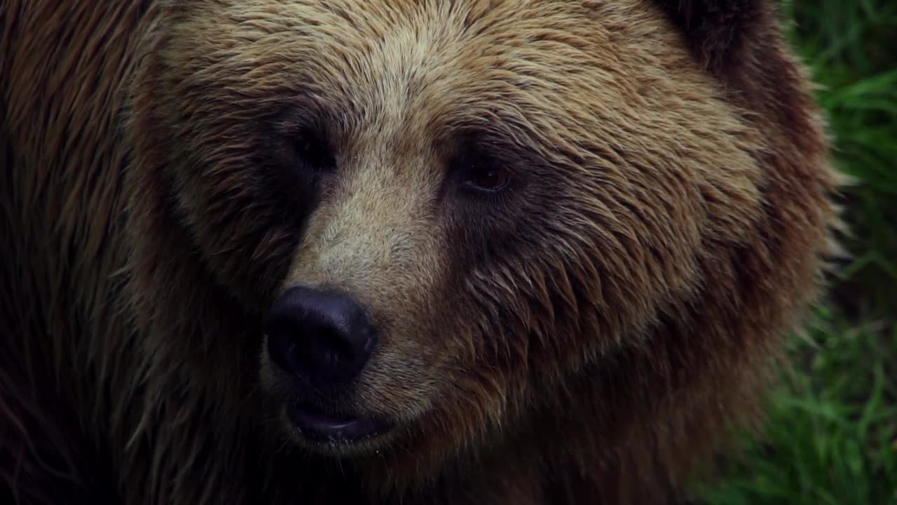 Bear Brown Bear Nature Animal World Animal