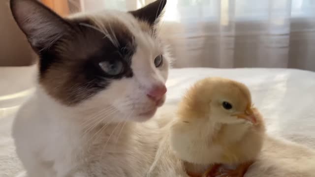 Funny Cat Reaction to Baby Chick