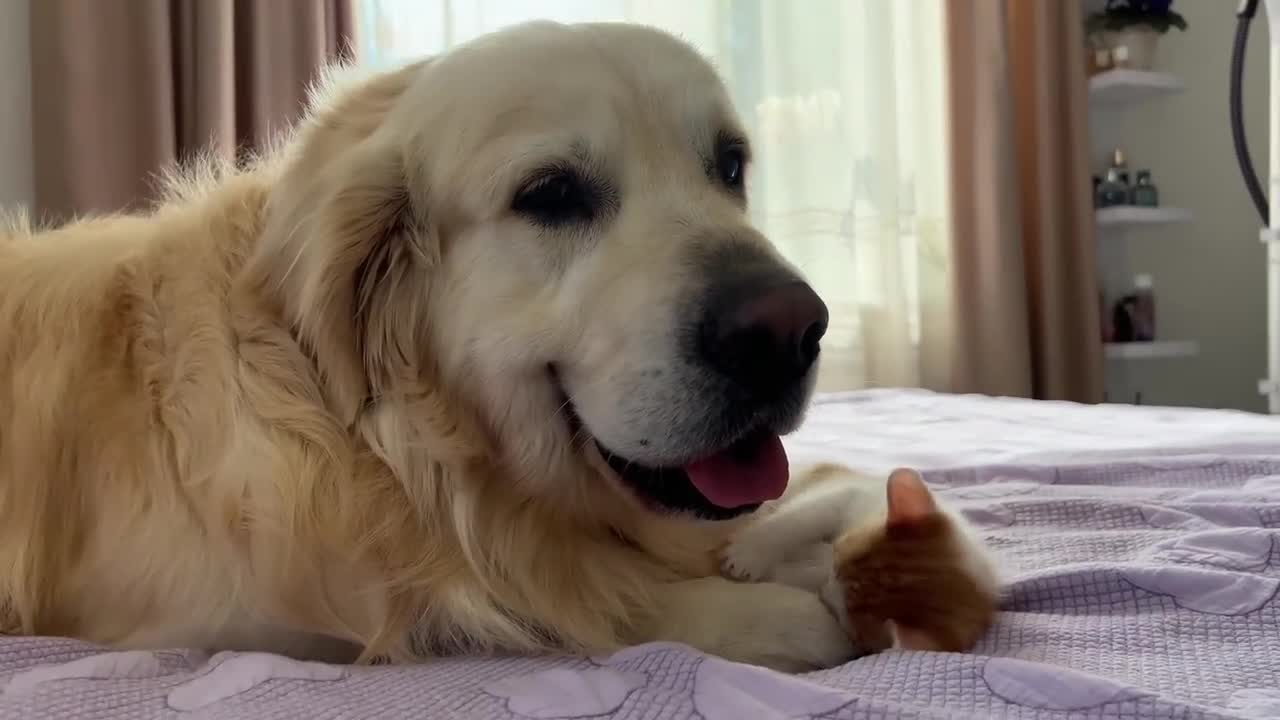 Tiny Kitten Demands Attention from Golden Retriever [Cuteness Overload]