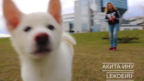 Puppy white akita