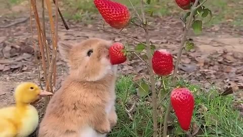 Rabbits eat berries 🍓🍓