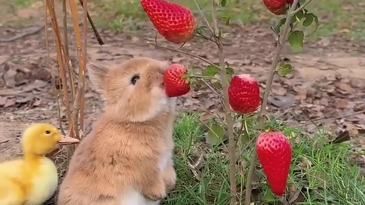 Rabbits eat berries 🍓🍓