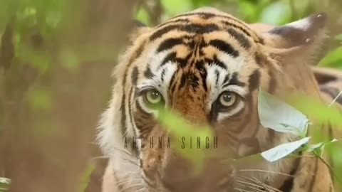 Tiger,