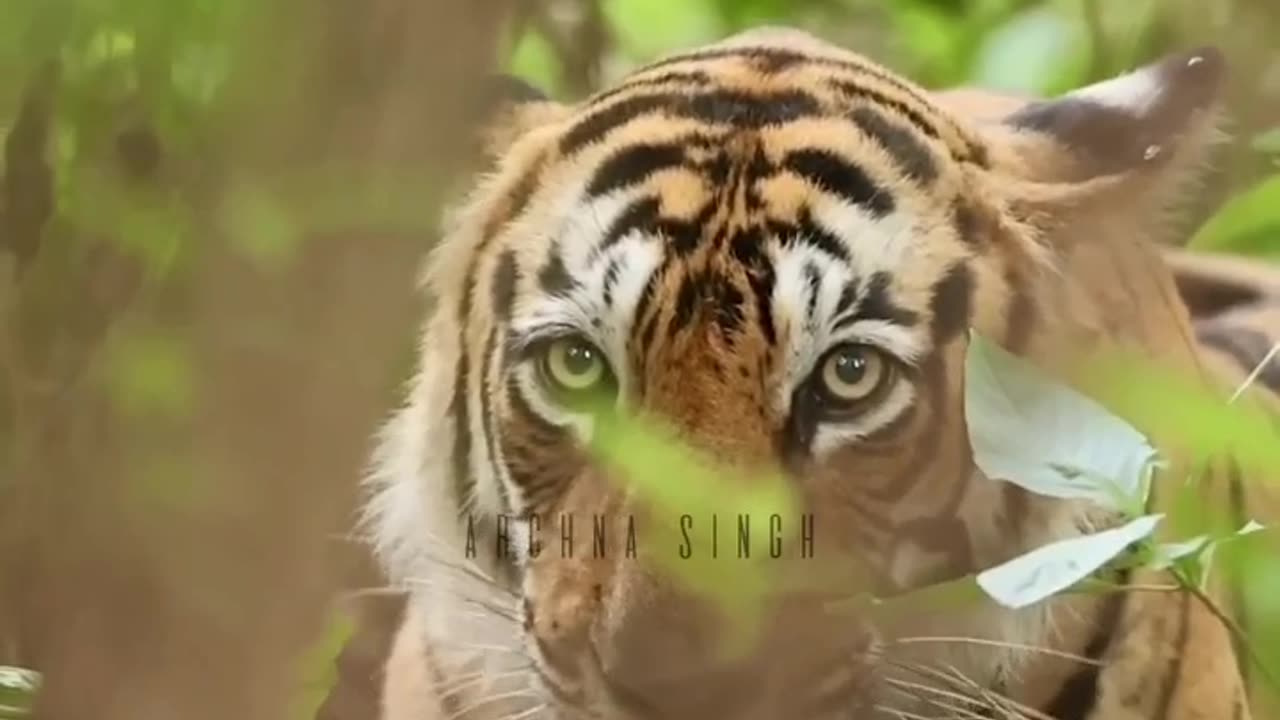 Tiger,