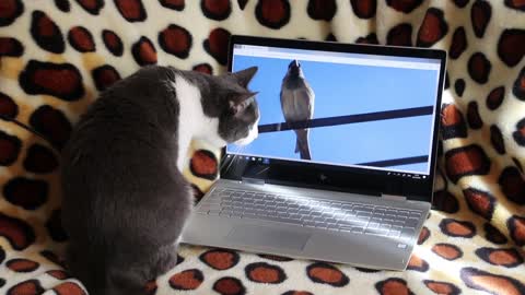 Cute watching clip of bird