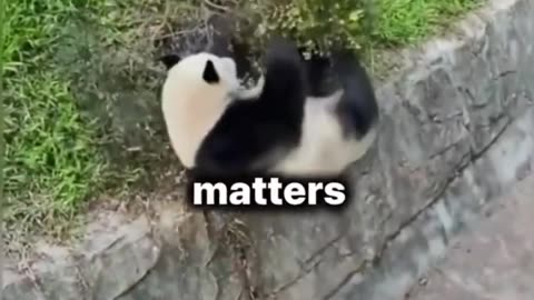 😳 PANDAS ARE THE WORLD'S DUMBEST CREATURES 🤯