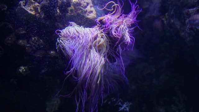 long hair in the sea