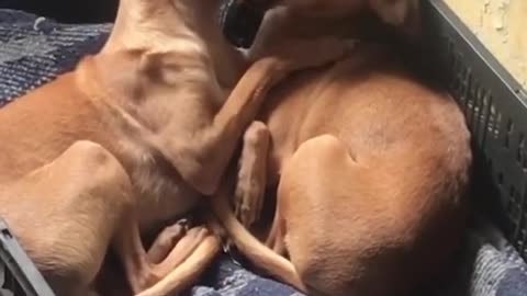 Dog Puts Entire Sisters Face in Mouth