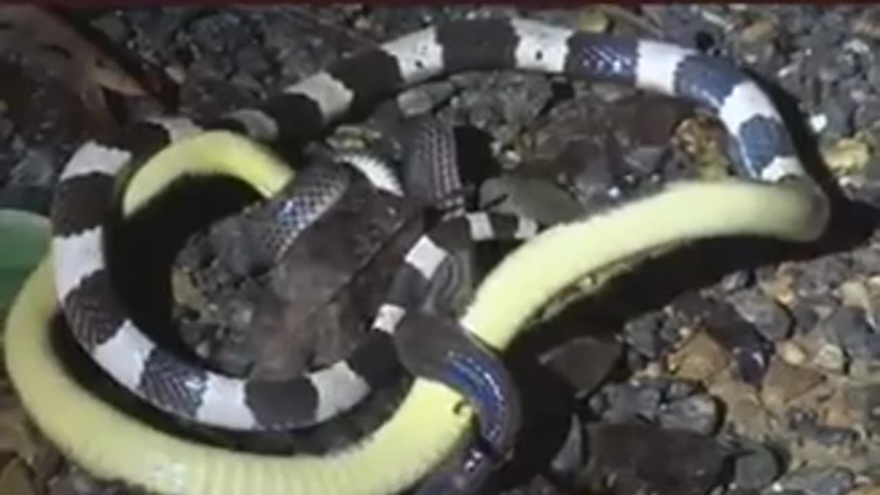 Snake Fighting To The Death