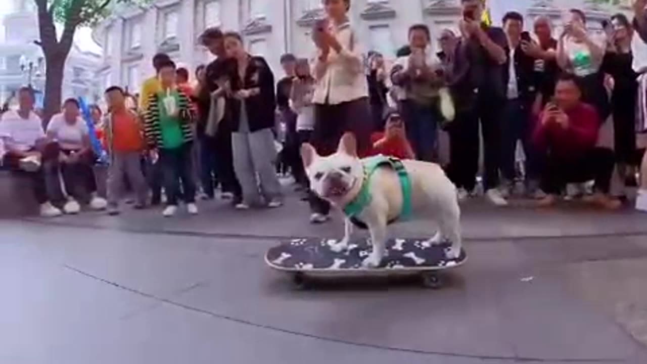 Pets Skateboard