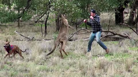 Angry kangaroo and human fight 🦘😲