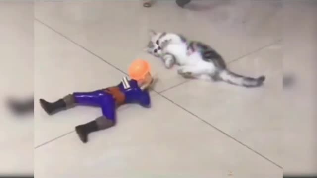 😅Funniest Cute 😍 Cat Video 😁😄#Viral #Clips #Short #