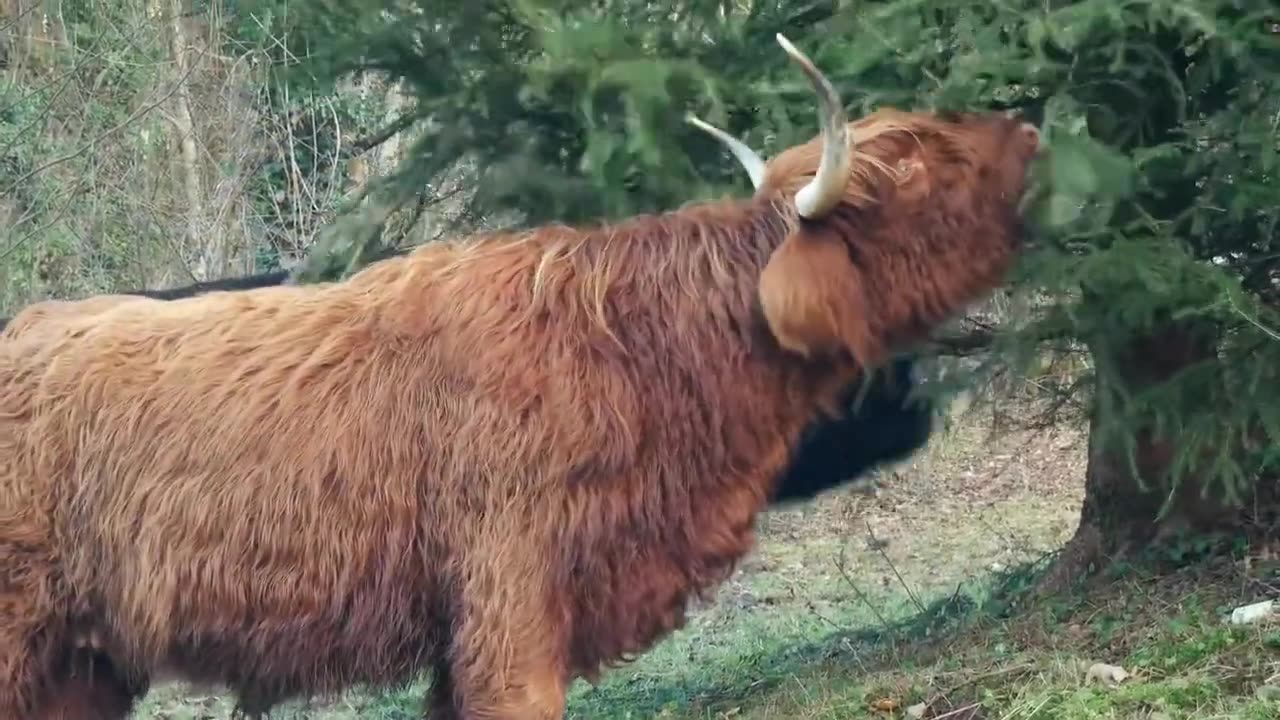 Stock footage of wildlife