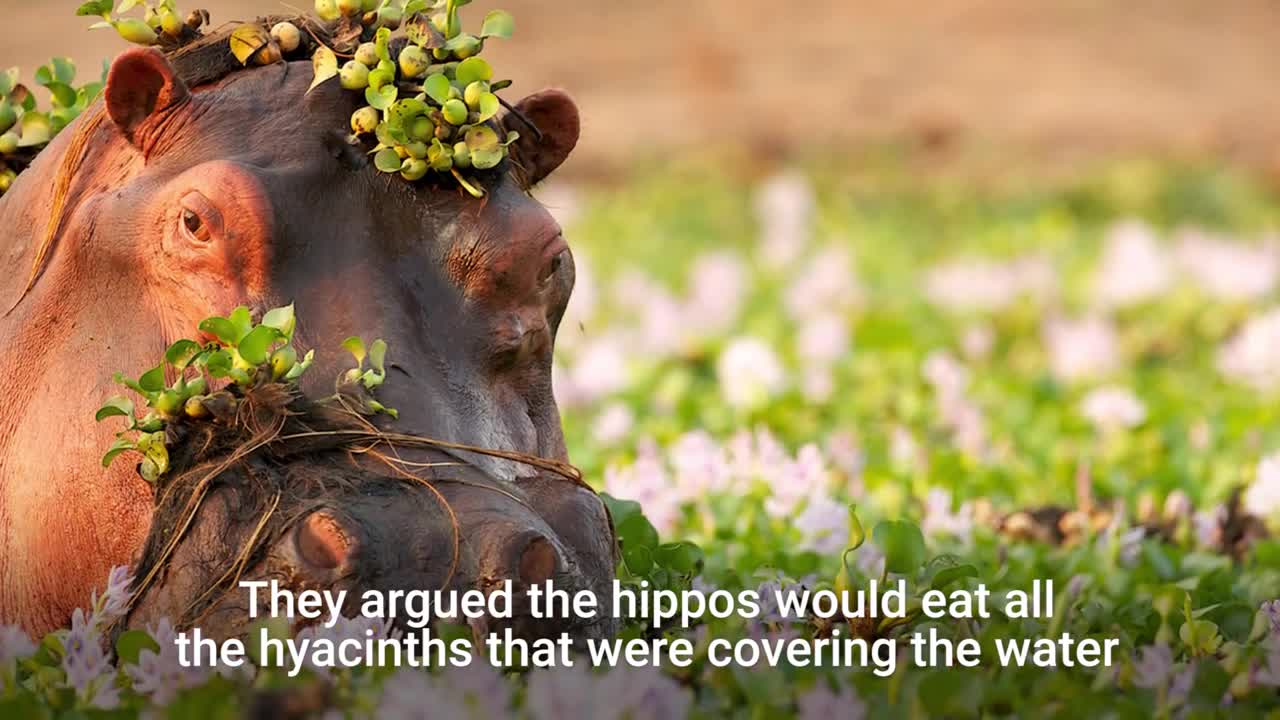 How hippos almost became a common American food