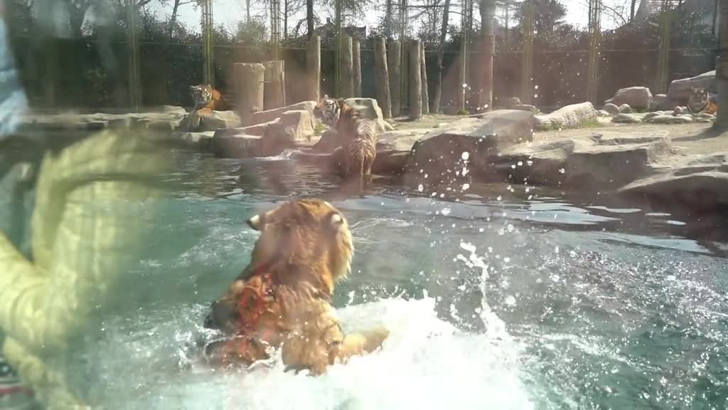 The tiger