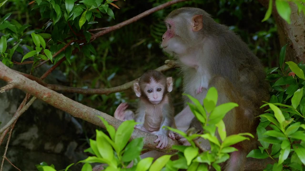 Cute Monkey Funny Monkey #funnymonkey #monkey #viral #shorts