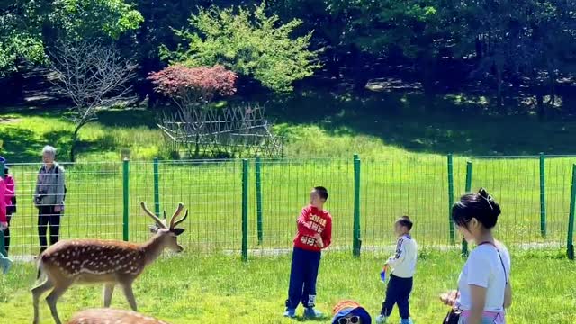 The sika deer watcher doesn't want to leave the big nine lake sika deer Shennongjia