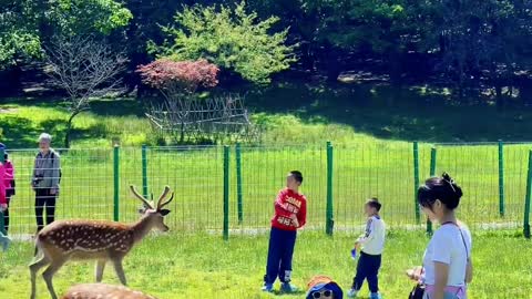 The sika deer watcher doesn't want to leave the big nine lake sika deer Shennongjia