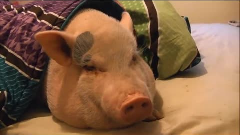 Sleeping Pig Wakes Up for a Cookie!