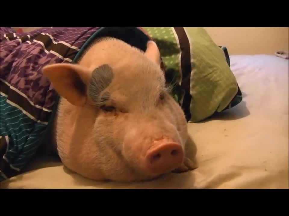 Sleeping Pig Wakes Up for a Cookie!