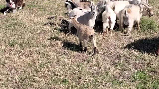 Border collies and goats