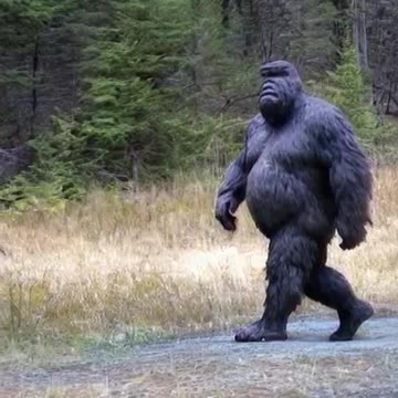 REAL BIG FOOT SIGHTING ONTARIO CANADA