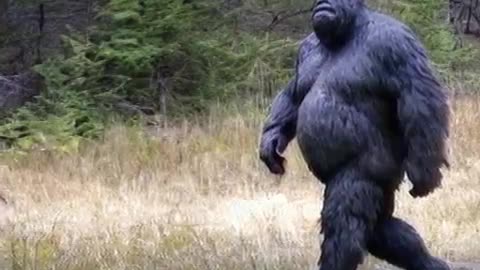 REAL BIG FOOT SIGHTING ONTARIO CANADA