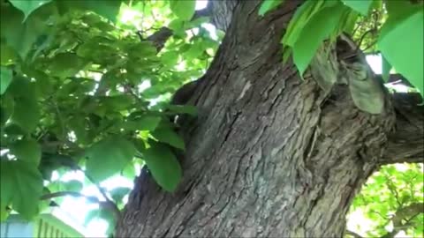 pit Raccoons Are Cheeky FUNNIEST Compilation