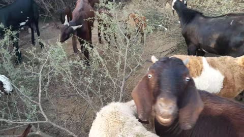 Sheep's and Goat Farming Pakistan