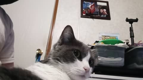 Lap Cat Tingles