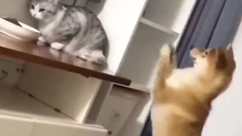 Funny dog fails compilation dog dogs