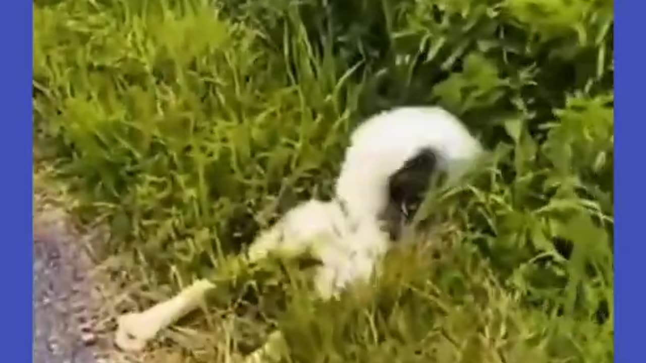 Try not to laugh🤣 Funny animals😹