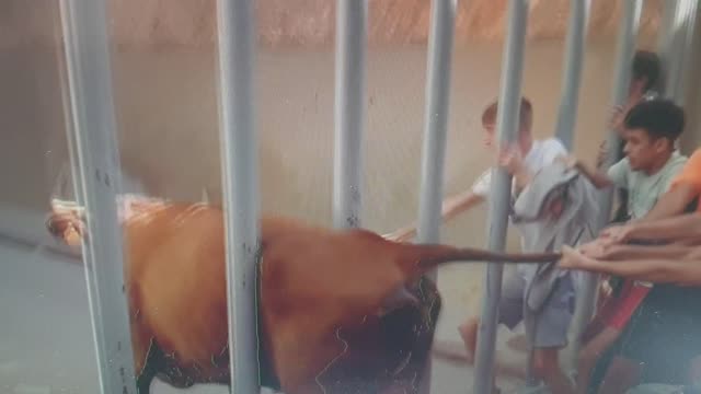 Bulls