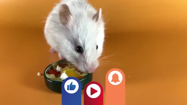 Greek salad and zucchini for the hamster ❤️🐹 ASMR #23 #crunchcrunchhamster #hamster #asmr