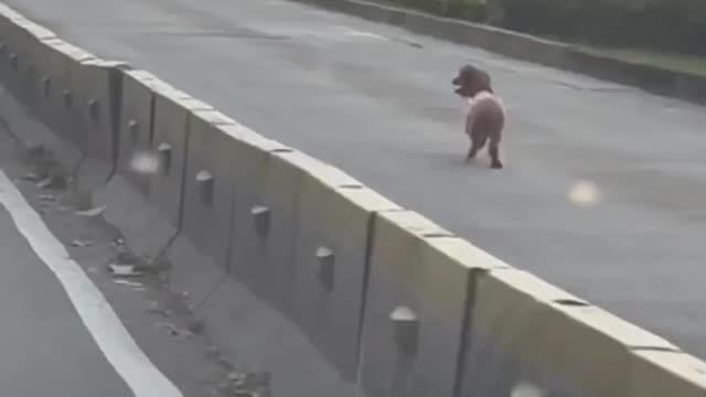 Loose Dog Running On The Road Full Of Vehicle