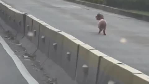 Loose Dog Running On The Road Full Of Vehicle