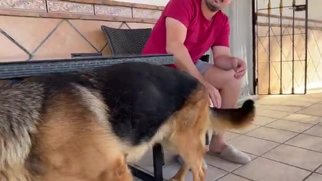 Talking German Shepherd doesn't want owner to leave