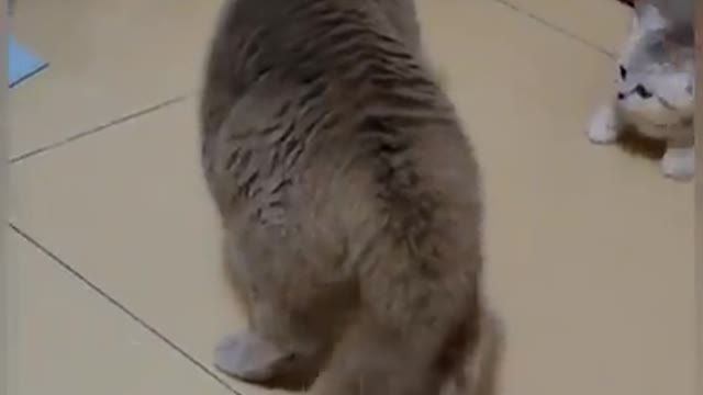 Cats are Funny 😂😂|| Funny cats