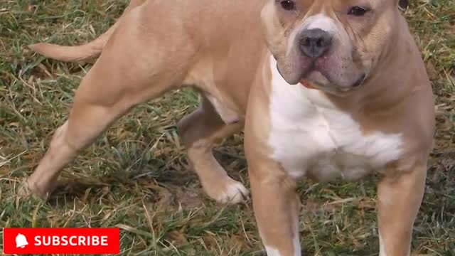 American Bullu dog 102 ,,Pithbull dog XL